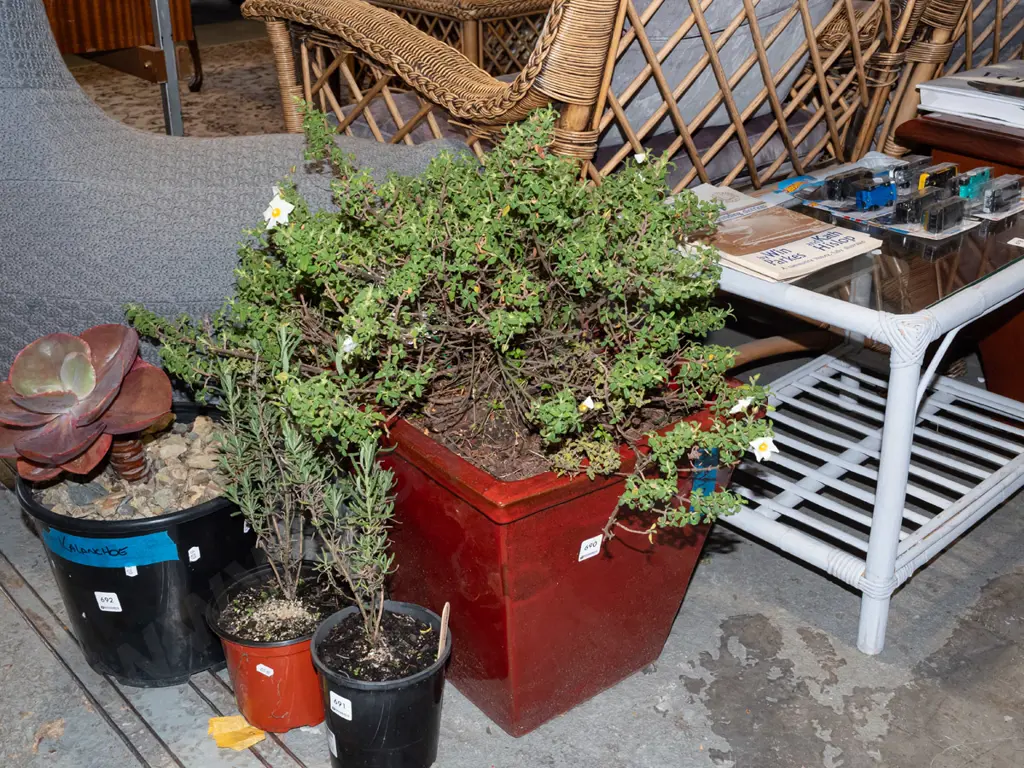 white flowering shrub in red terracotta planter Image 1++