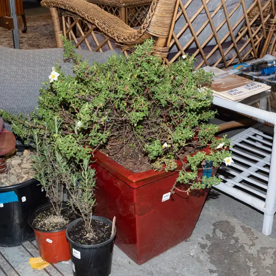 white flowering shrub in red terracotta planter