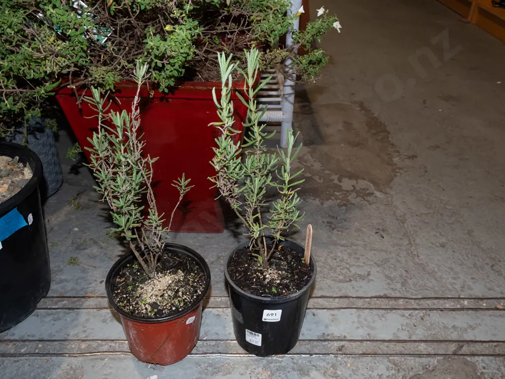 2x potted lavender Image 1++