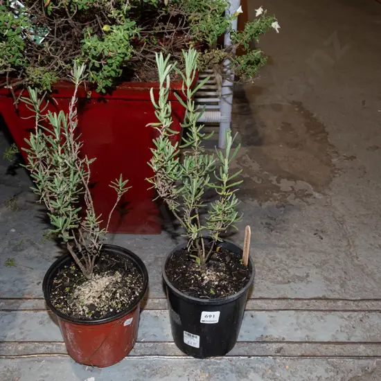 2x potted lavender