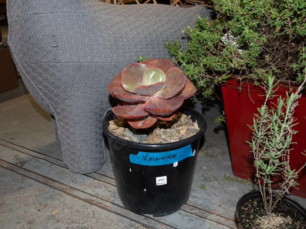 potted kalanchoe succulent Image 1++