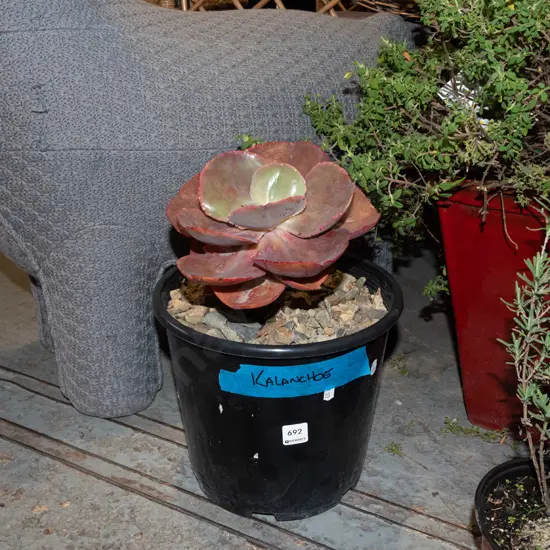 potted kalanchoe succulent