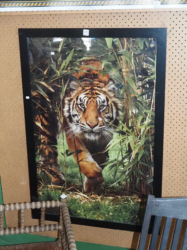 plastic framed poster print - tiger Image 1++