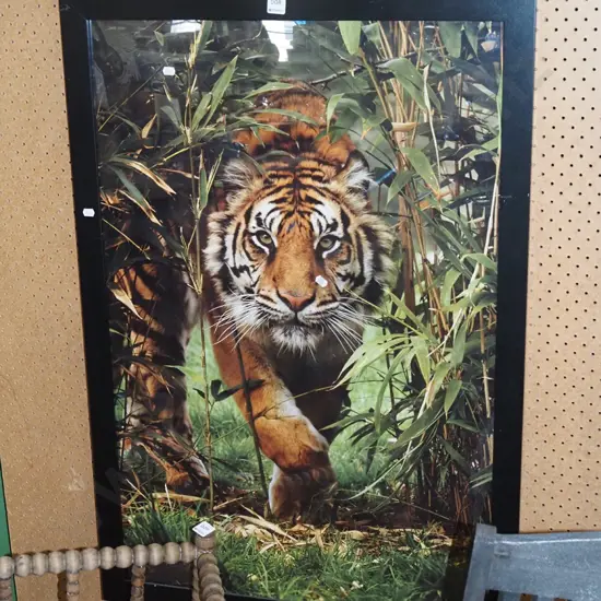 plastic framed poster print - tiger