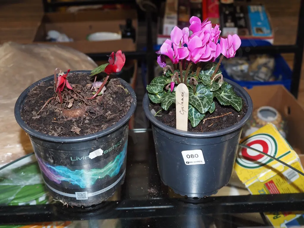 2x potted cyclamen Image 1++