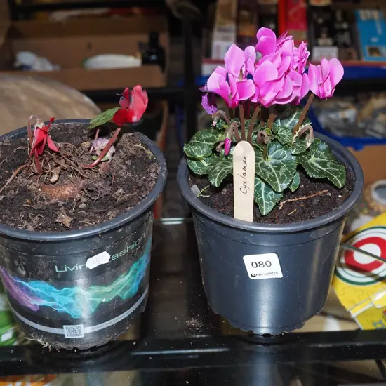 2x potted cyclamen