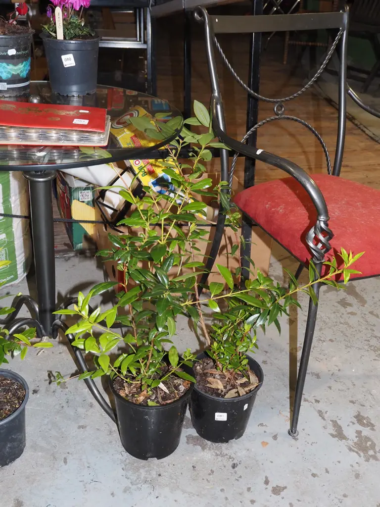 2x potted pohutukawa Image 1++