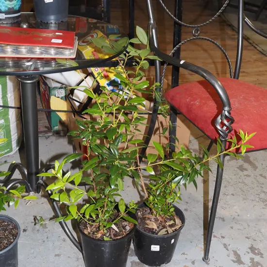 2x potted pohutukawa