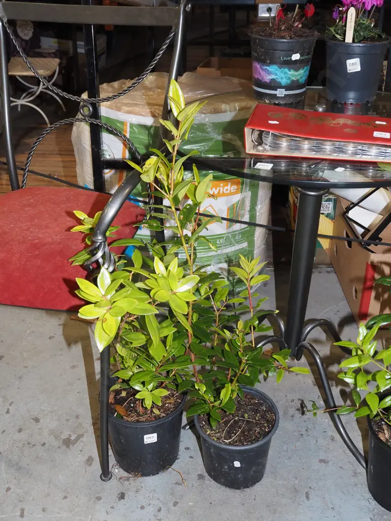 2x potted pohutukawa Image 1++