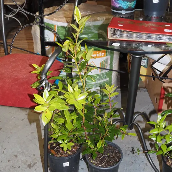 2x potted pohutukawa