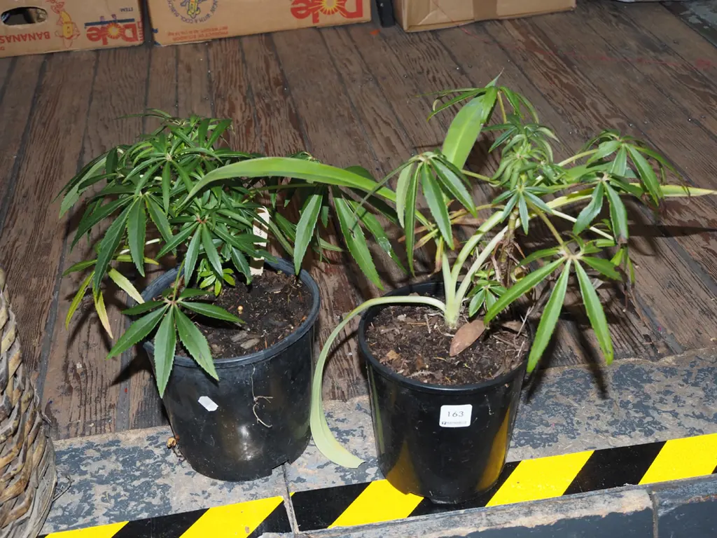 2x potted hellebores Image 1++