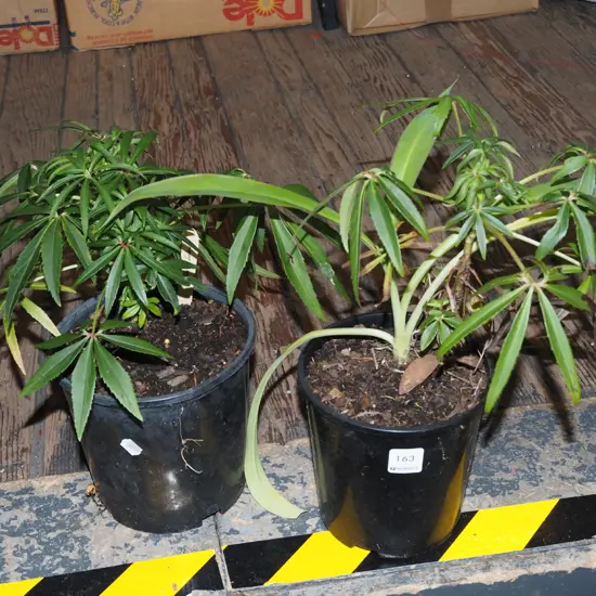 2x potted hellebores