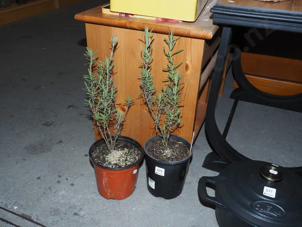 2x potted lavender Image 1++