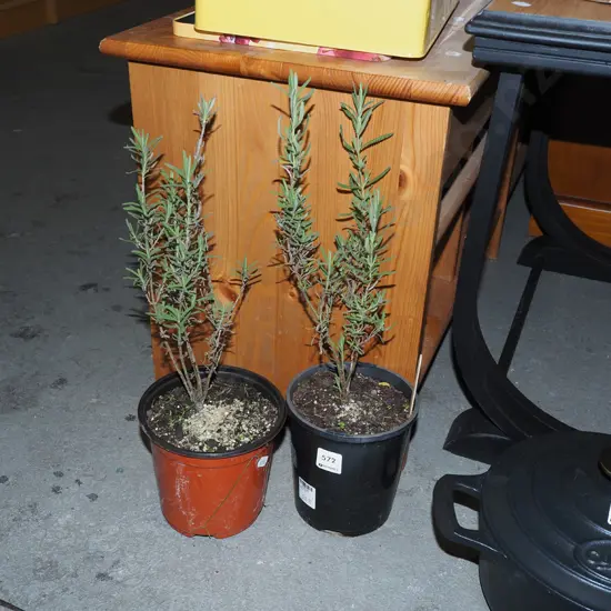 2x potted lavender
