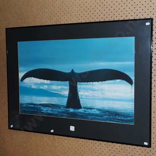 framed poster print - whale tail