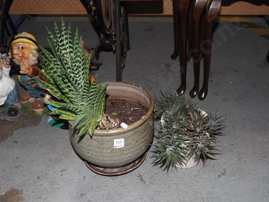 2x potted succulents Image 1++