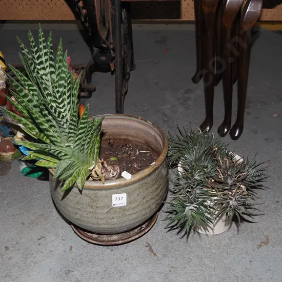 2x potted succulents