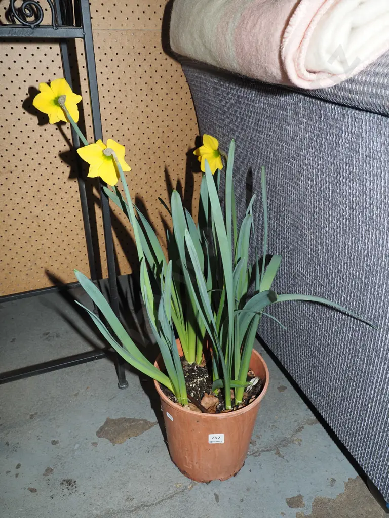 potted daffodils Image 1++