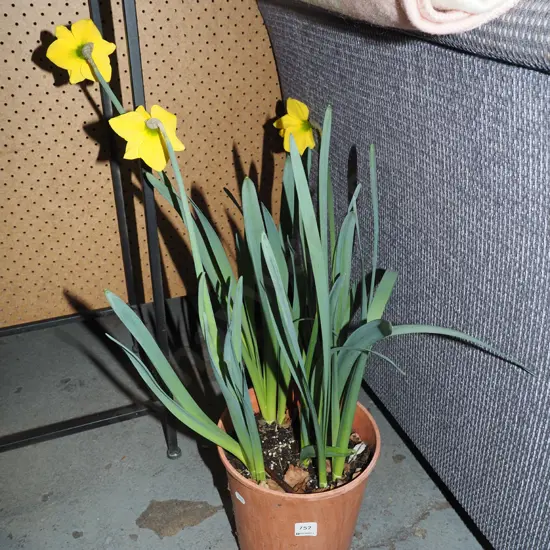 potted daffodils