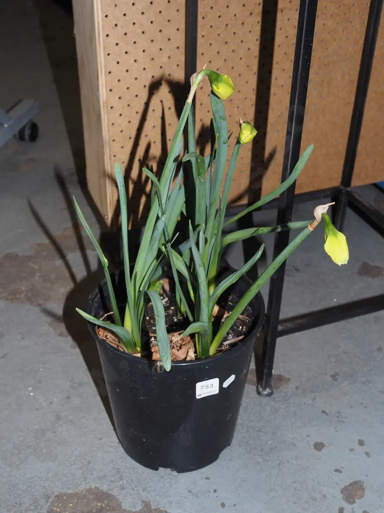 potted daffodils Image 1++
