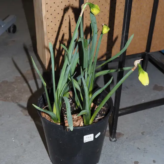 potted daffodils