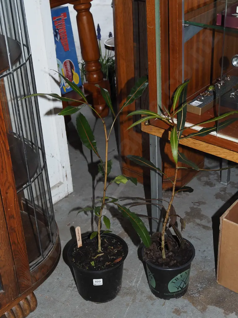 2x potted pseudopanax Image 1++