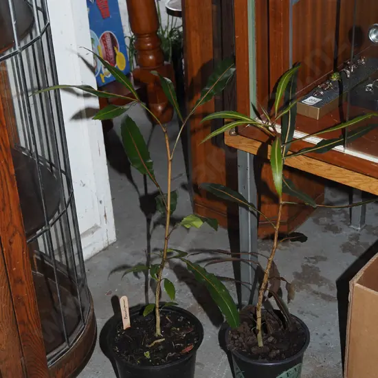 2x potted pseudopanax