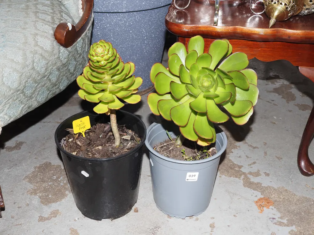 2x potted succulents Image 1++