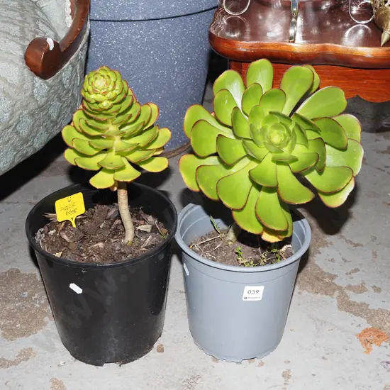 2x potted succulents