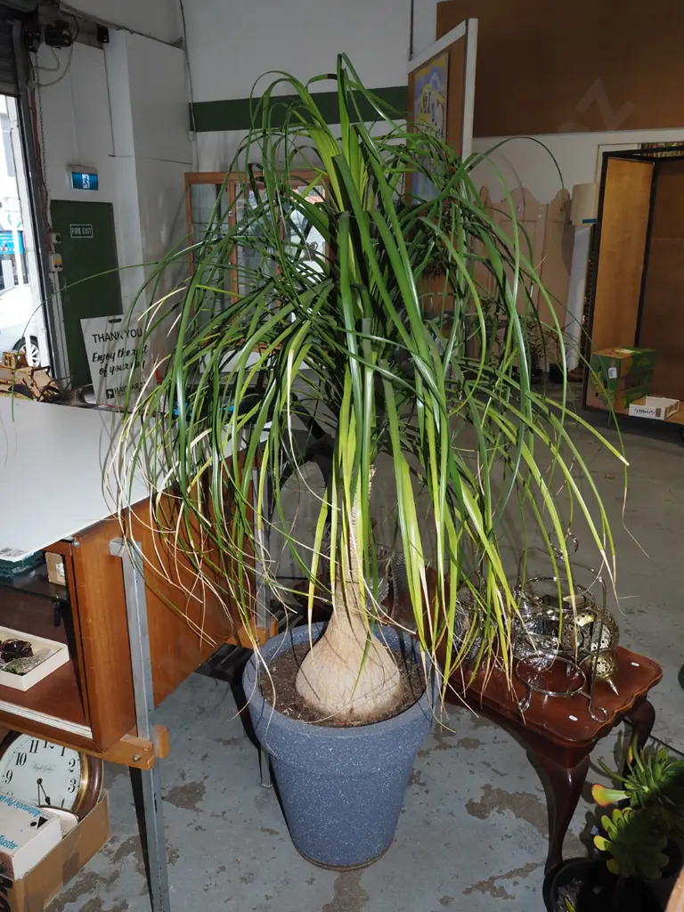 large pony tail palm H1600 Image 1++