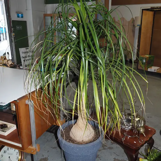 large pony tail palm H1600