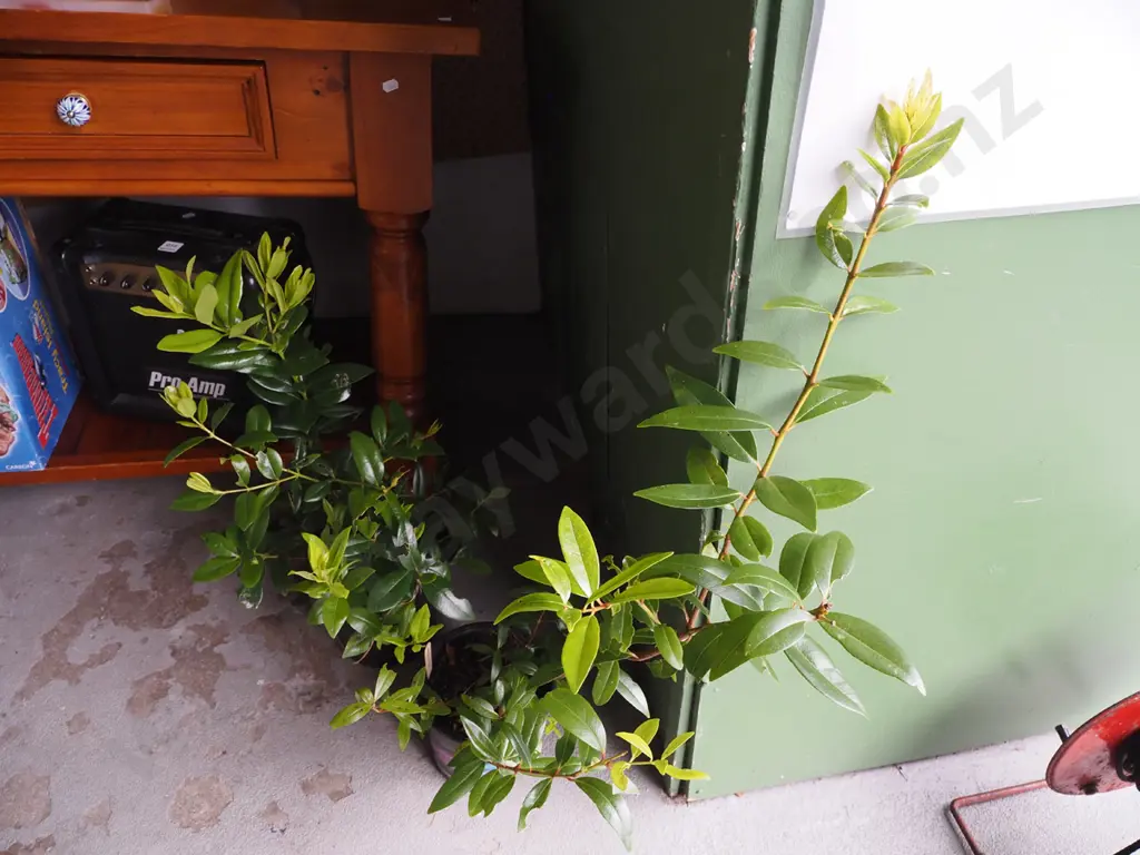 2x potted pohutukawa Image 1++