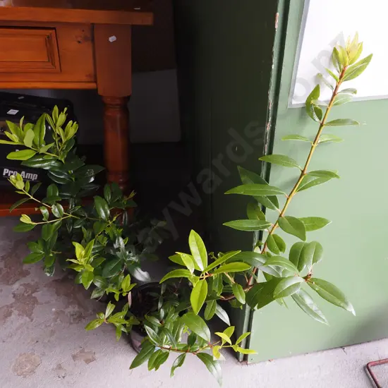 2x potted pohutukawa