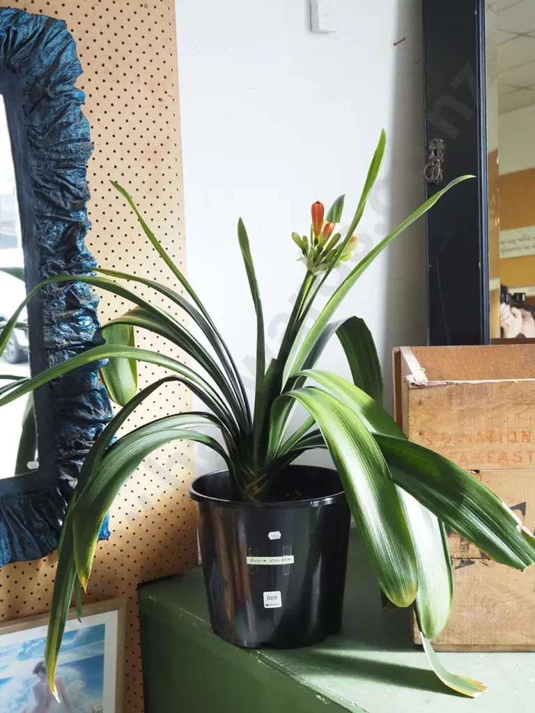 potted clivia miniata Plant H450 Image 1++