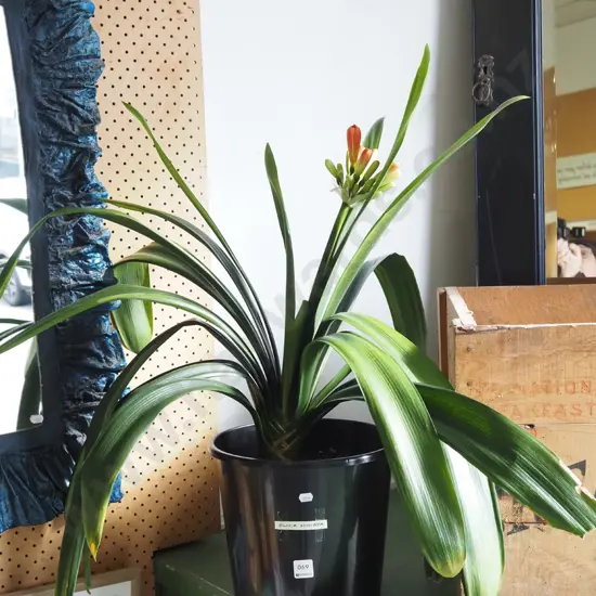 potted clivia miniata Plant H450