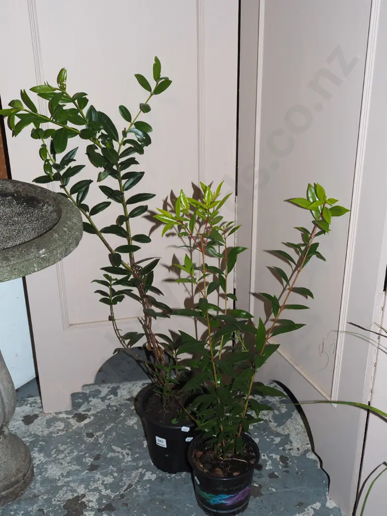 2x potted pohutukawa Image 1++