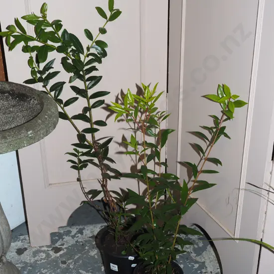 2x potted pohutukawa