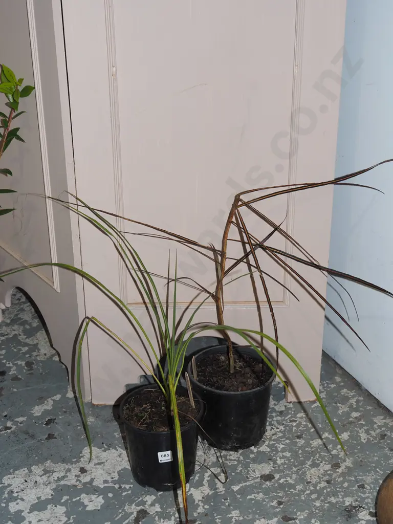 potted cabbage tree, potted lancewood Image 1++
