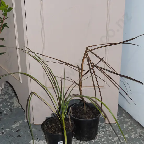 potted cabbage tree, potted lancewood