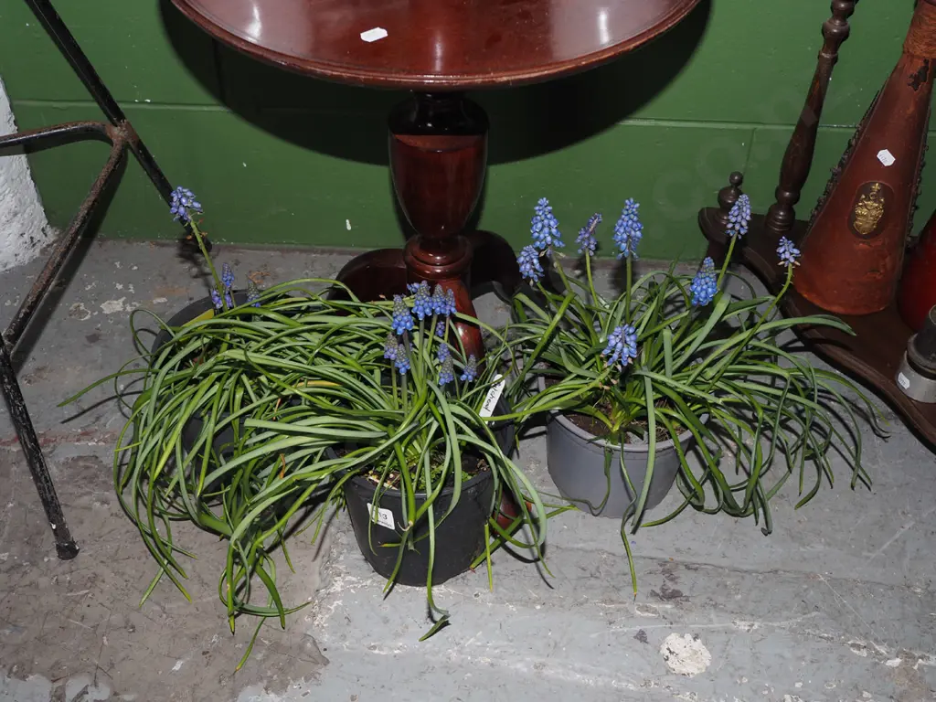 3x potted match heads Image 1++