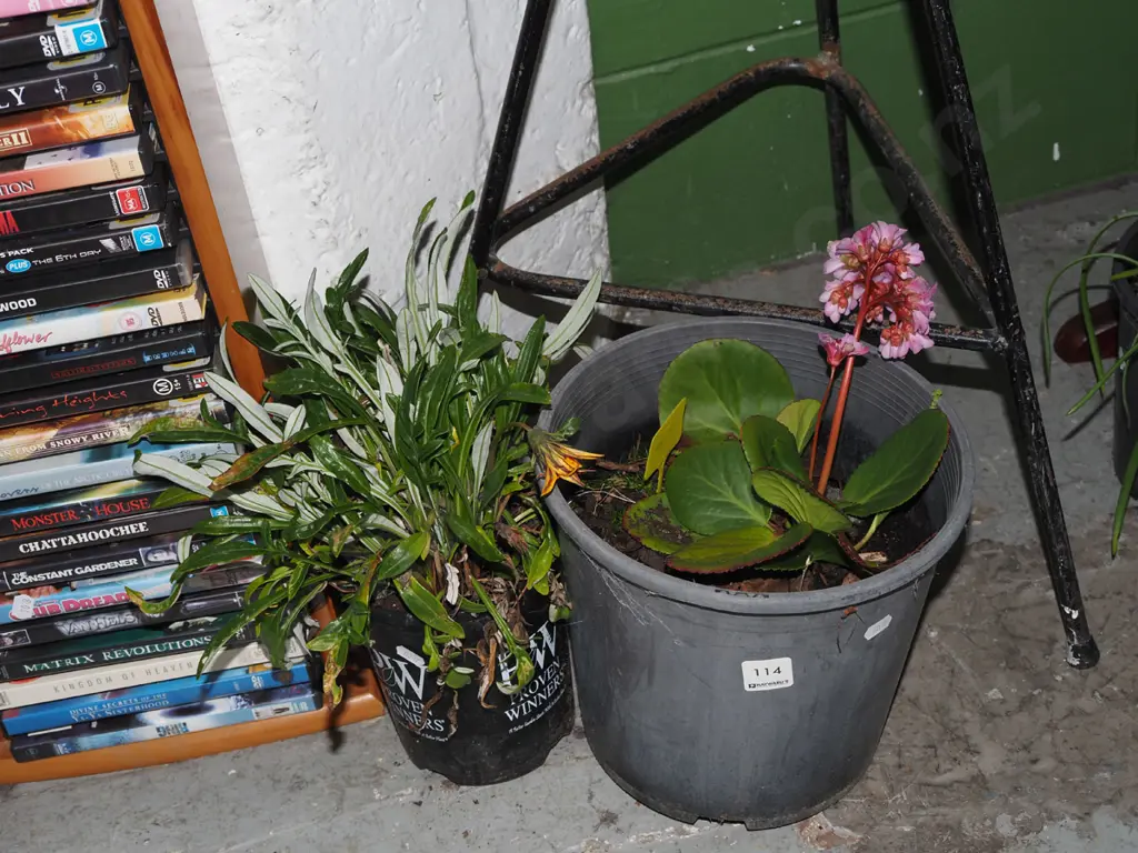 potted bergen, potted orange daisy Image 1++