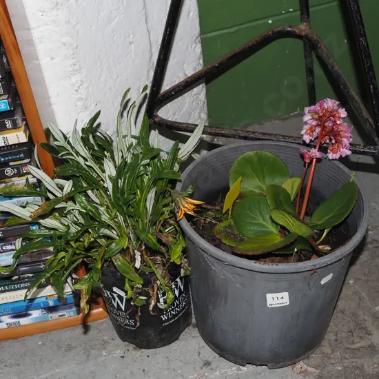 potted bergen, potted orange daisy