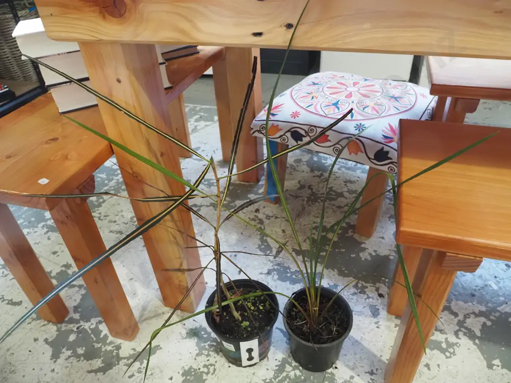 potted lancewood, potted cabbage tree Image 1++