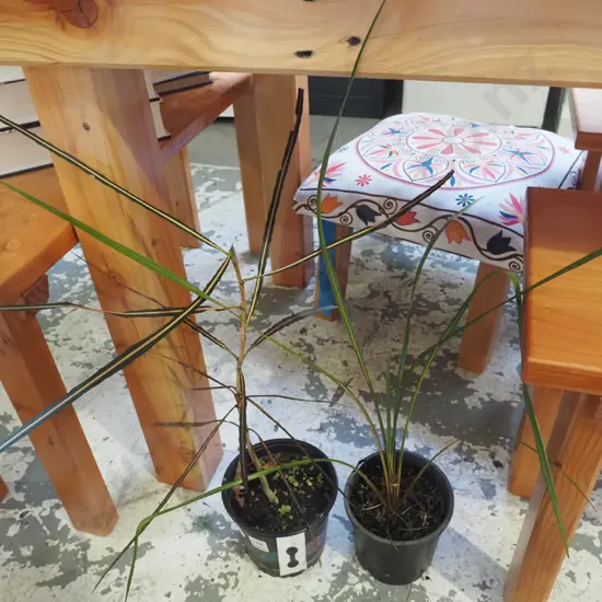 potted lancewood, potted cabbage tree