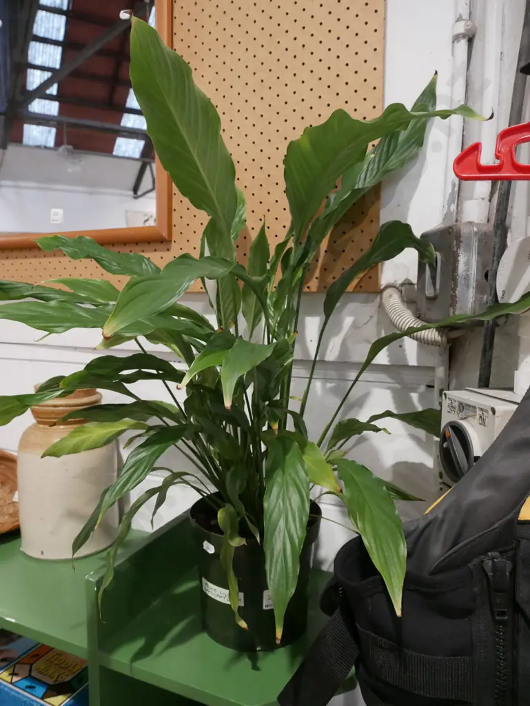 potted peace lily Image 1++