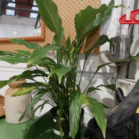 potted peace lily