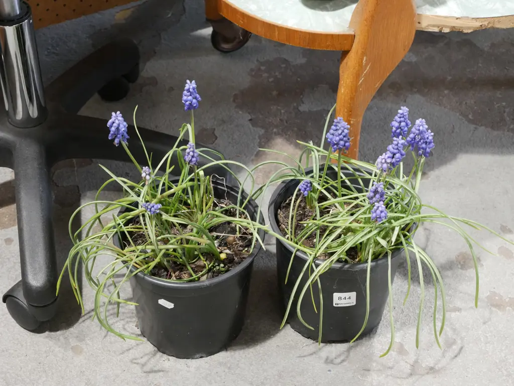 2x potted match heads Image 1++