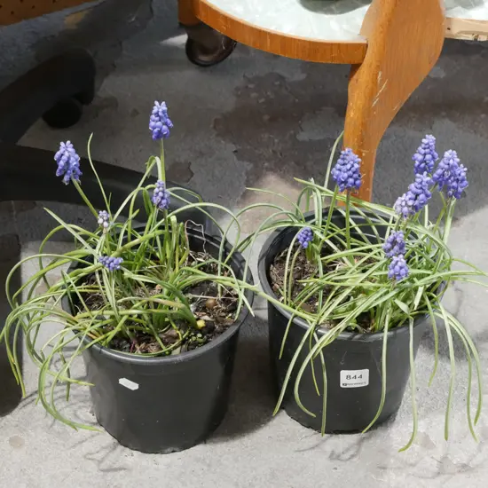 2x potted match heads