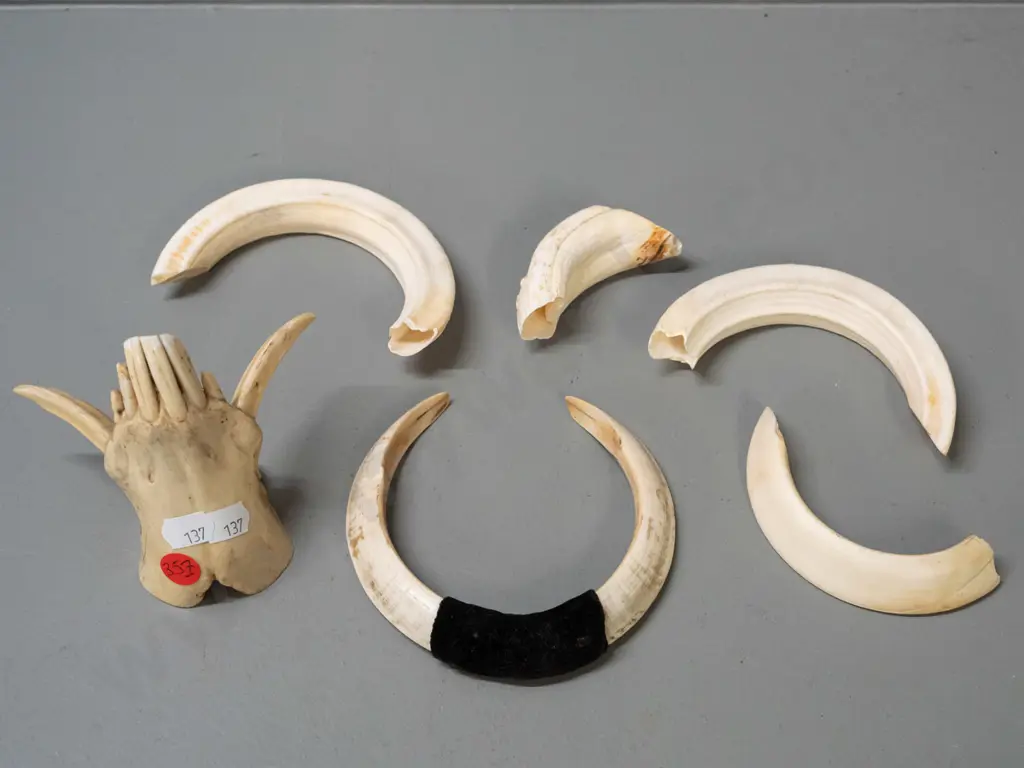 assorted boar tusks, one with partial jaw Image 1++
