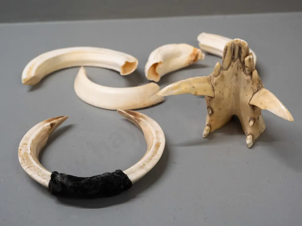 assorted boar tusks, one with partial jaw Image 1++